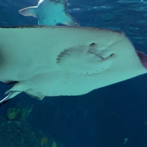 Meet your Posher, Hannah - Picture 1 of 1